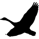 Freemovement logo