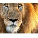 Teamaslan logo