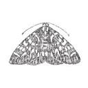 The Moth logo